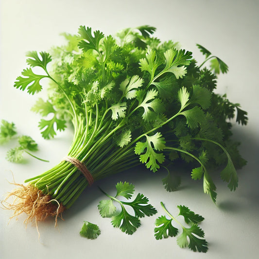 Coriander (Root cut)