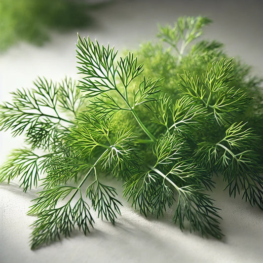 Dill Leaves