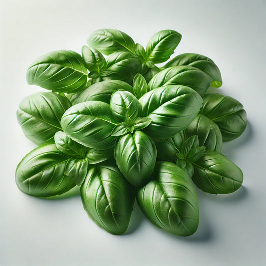 Italian Basil